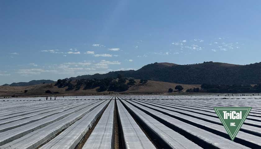 Strawberry Raised Beds in Santa Maria