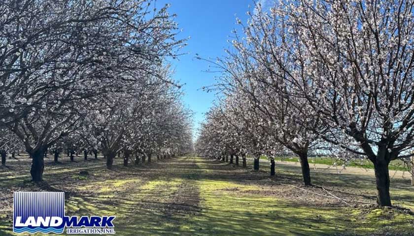 Efficient Irrigation is Crucial in Almond Orchards.