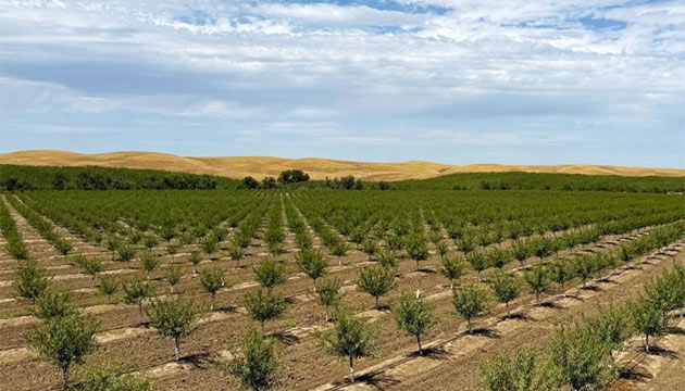 Precision Irrigation in Almond Orchards 