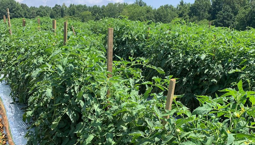 TriEst Ag offers solutions for Tomato Growers