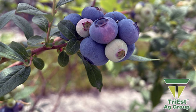 It's time to plan your Blueberry Planting
