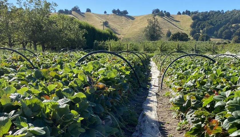 Stronger Soil, Thriving Strawberries
