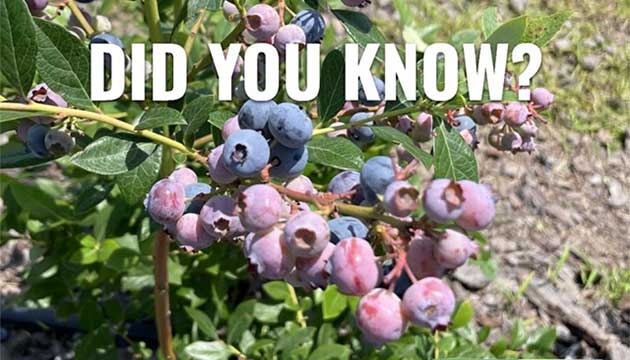 Blueberries | Australia