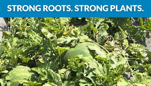 Tri-Hishtil Grafted Watermelons