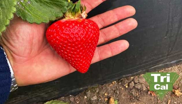 Strawberries | Mexico