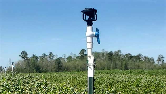 Blueberries | Southeast U.S