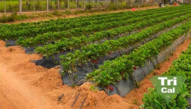 Strawberries | Chile