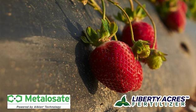 Strawberries | Liquid Fertilizers