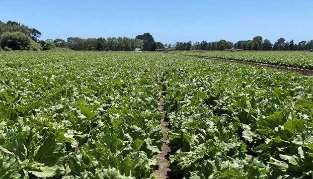 Lettuce | New Zealand | Pic-Plus