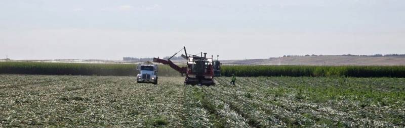 Harvest Season is Here! | Onions | Pacific Northwest