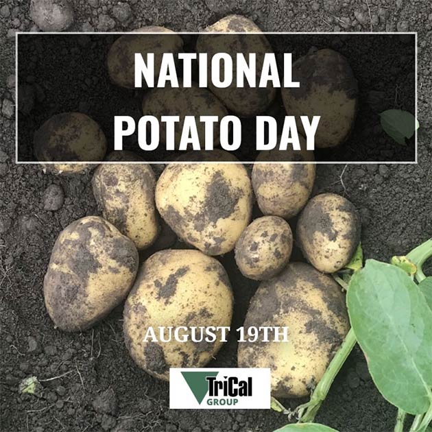 National Potato Day - August 19th!