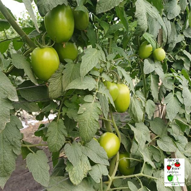 Tomatoes | Mexico
