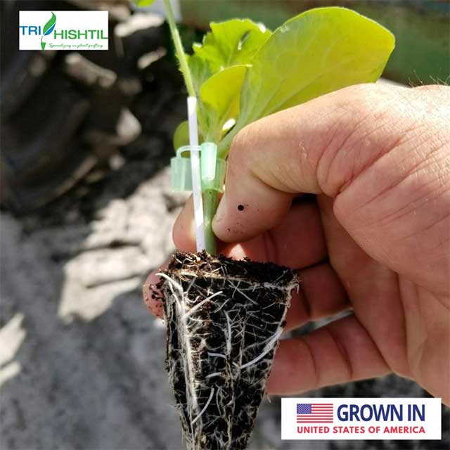 Tri-Hishtil | High-Quality Grafted Watermelon Plants