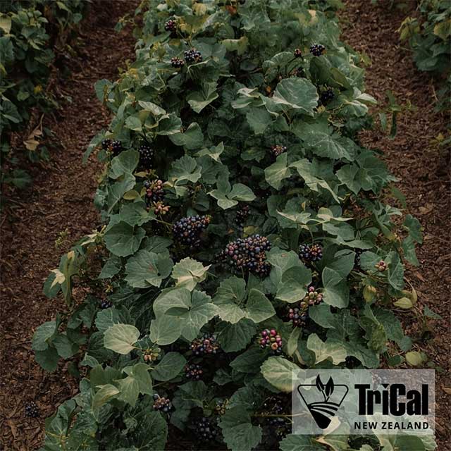 Blackcurrant Berries | New Zealand