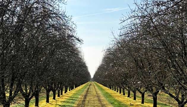 Almond Orchard Irrigation System | Wasco, CA