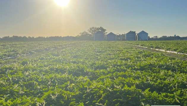 Watermelon Season in the South