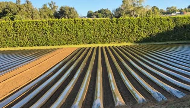 Pre-Plant Soil Fumigation | New Zealand