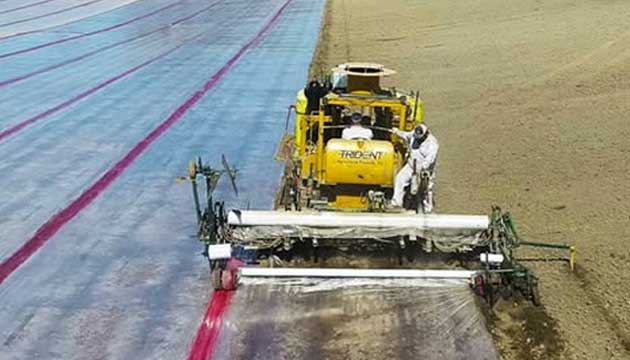 Strawberries | Ontario, Oregon