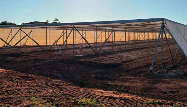Tomatoes | Australia