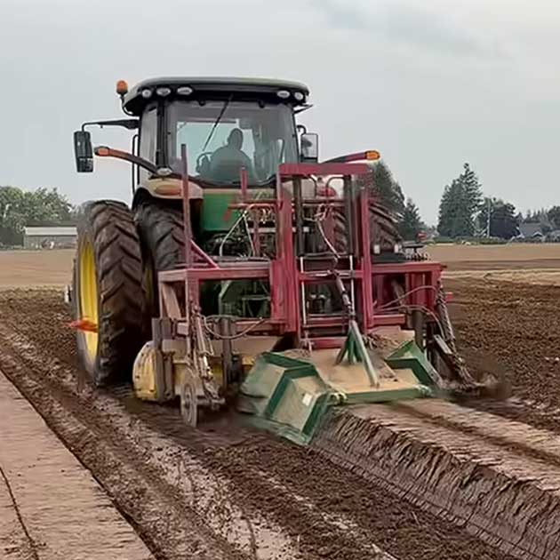 Raspberry Bed Soil Fumigation | Lynden, WA