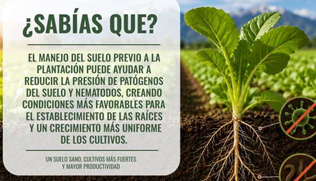 Pre-planting Soil Management