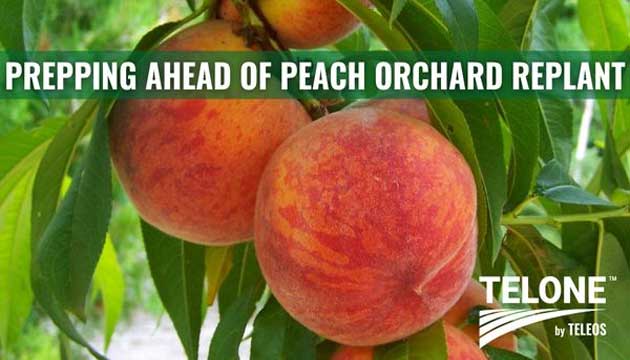 Peaches | South Carolina