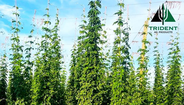 Supporting PNW Hop Growers for 40 Years