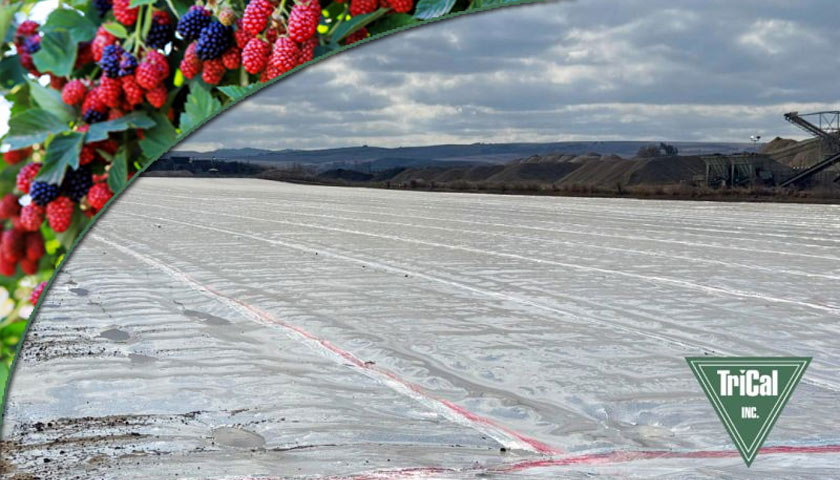 Raspberry Soil Fumigation Project in Santa Maria